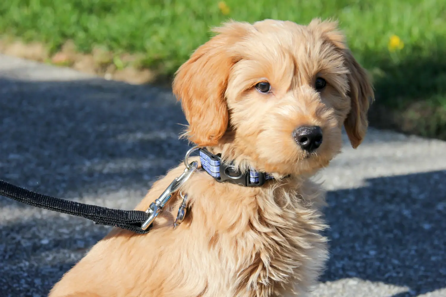Een Goldendoodle puppy kopen betekent verantwoordelijkheid nemen! Goldendoodle puppy kopen.