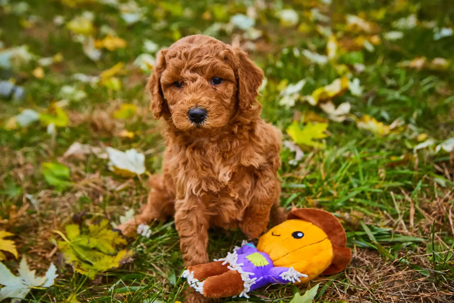 Een Goldendoodle puppy kopen betekent verantwoordelijkheid nemen! Goldendoodle puppy kopen.