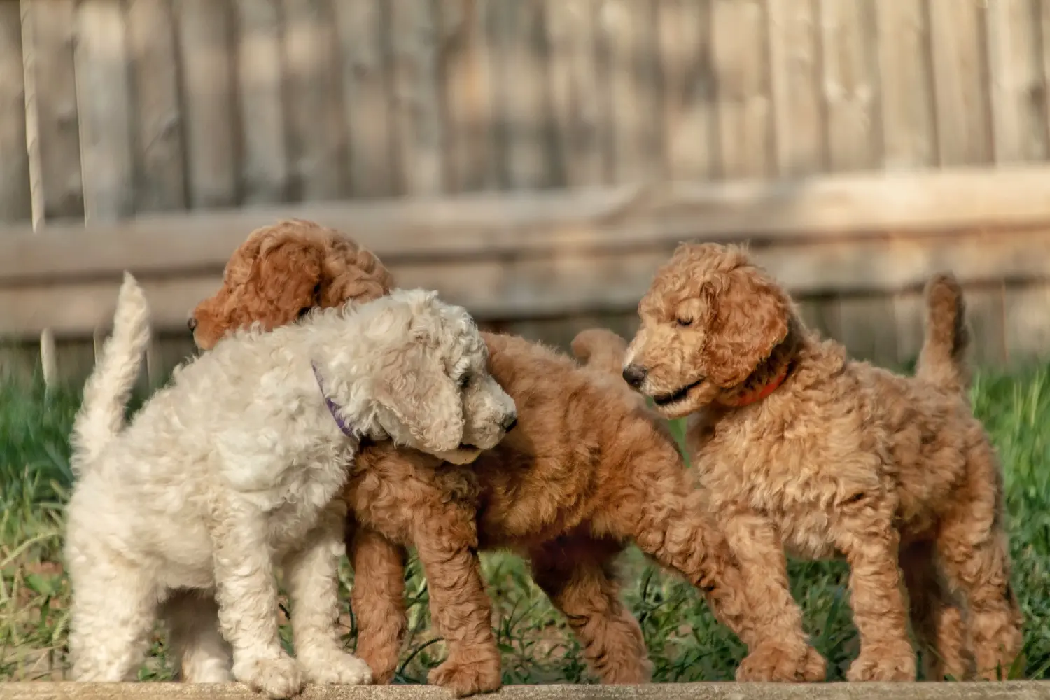 Een Goldendoodle puppy kopen betekent verantwoordelijkheid nemen! Goldendoodle puppy kopen.
