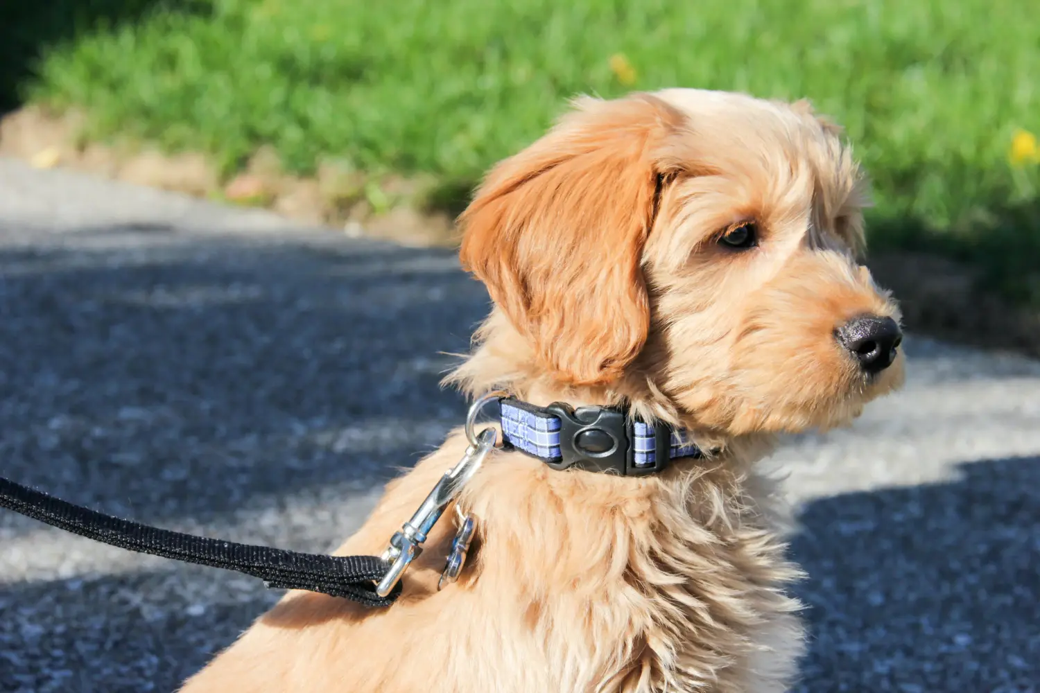 Een Goldendoodle puppy kopen betekent verantwoordelijkheid nemen! Goldendoodle puppy kopen.