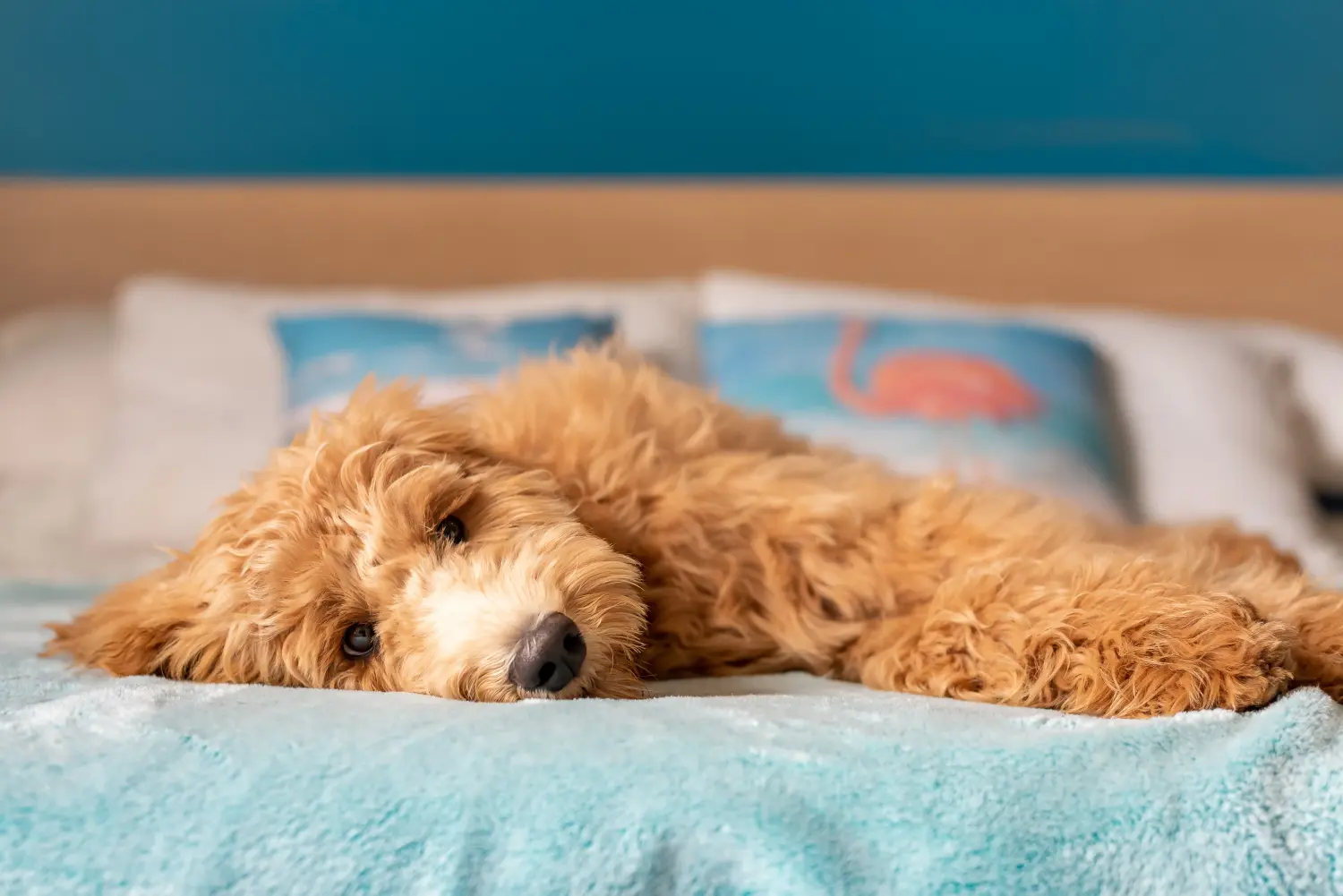Een Goldendoodle puppy kopen betekent verantwoordelijkheid nemen! Goldendoodle puppy kopen.