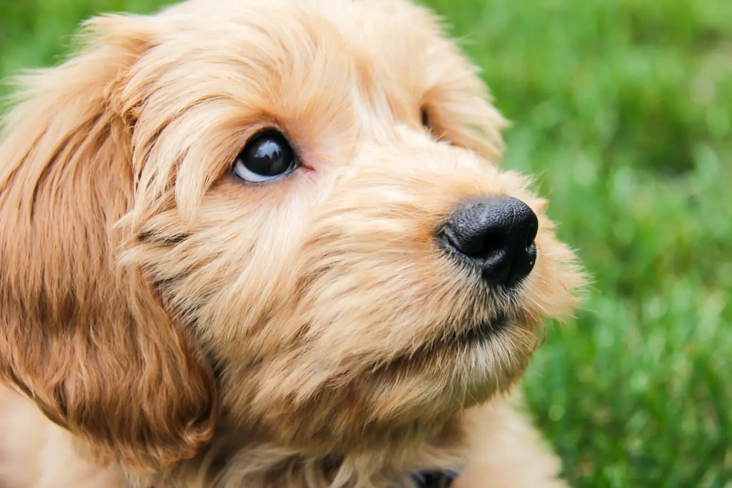 Een Goldendoodle puppy kopen betekent verantwoordelijkheid nemen! Goldendoodle puppy kopen.