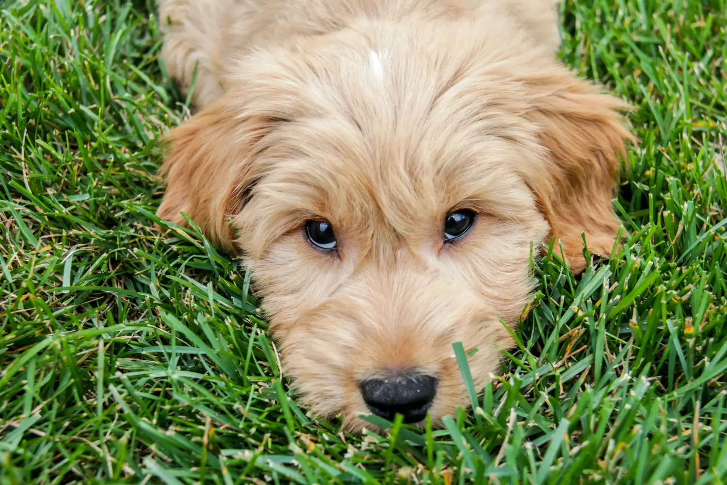Een Goldendoodle puppy kopen betekent verantwoordelijkheid nemen! Goldendoodle puppy kopen.