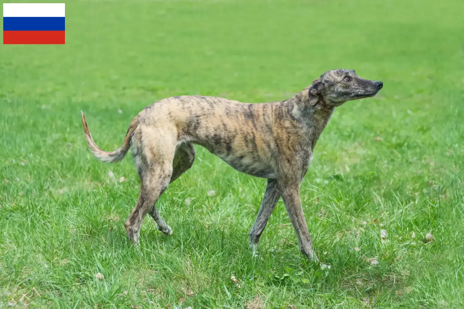 Greyhound puppies en fokkers Rusland Hier vind je Greyhounds-fokkers in Rusland.