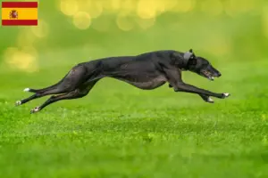 Lees meer over het artikel Greyhound fokkers en puppies in Spanje