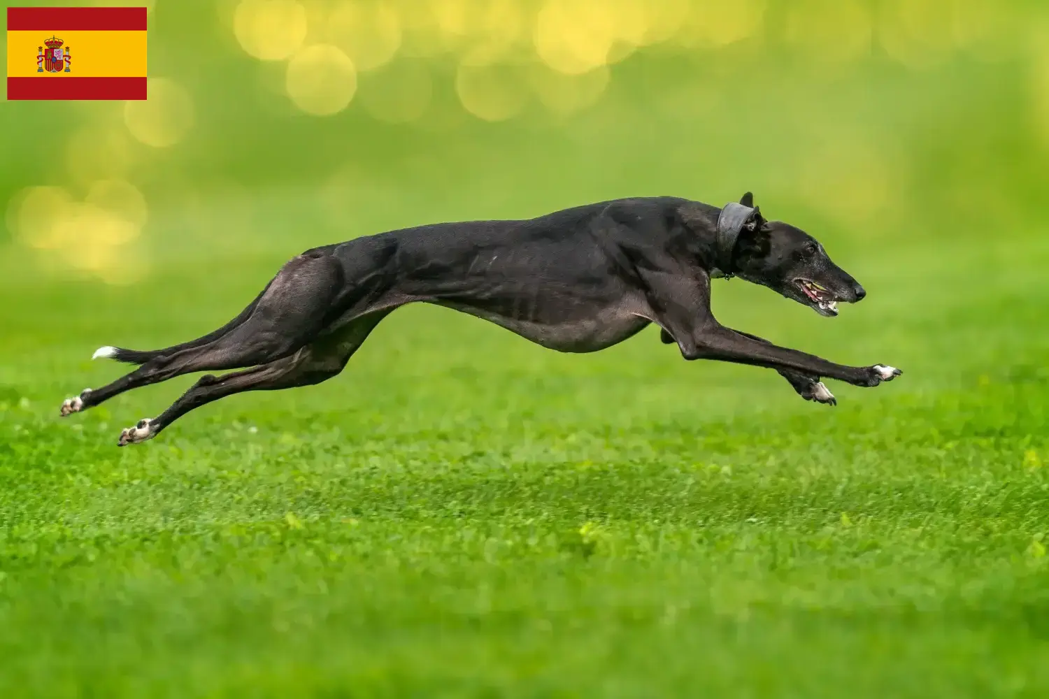 Greyhound puppies en fokkers Spanje Hier vind je Greyhounds-fokkers in Spanje.