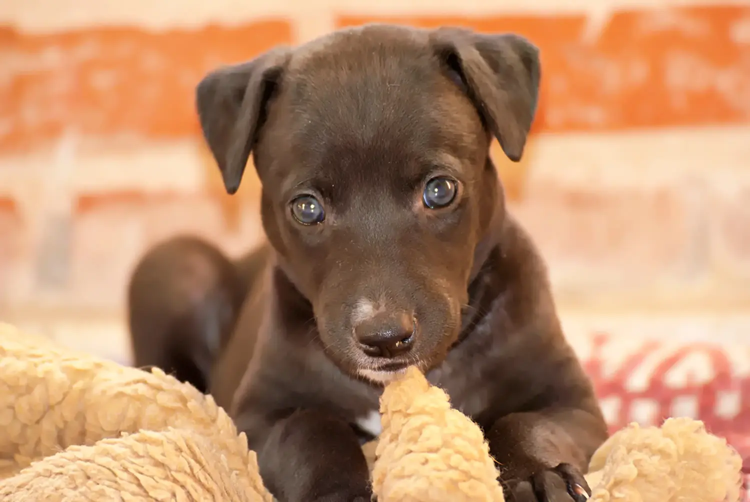Een windhond puppy kopen betekent verantwoordelijkheid nemen! Windhond puppy's kopen.