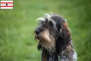 Lees meer over het artikel Griffon Bleu de Gascogne fokkers en pups in Drenthe