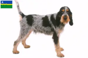 Lees meer over het artikel Griffon Bleu de Gascogne fokkers en puppies in Flevoland