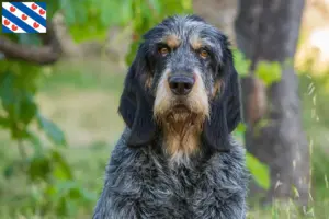 Lees meer over het artikel Griffon Bleu de Gascogne fokkers en pups in Friesland