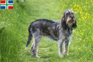 Lees meer over het artikel Griffon Bleu de Gascogne fokkers en pups in Groningen