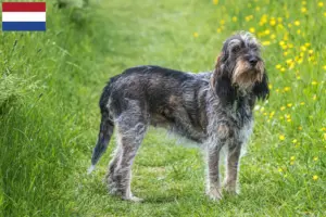 Lees meer over het artikel Griffon Bleu de Gascogne fokkers en pups in Nederland