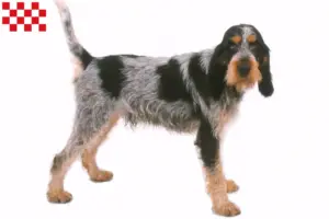 Lees meer over het artikel Griffon Bleu de Gascogne fokkers en pups in Noord-Brabant