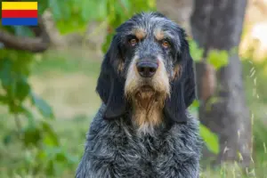 Lees meer over het artikel Griffon Bleu de Gascogne fokkers en pups in Noord-Holland