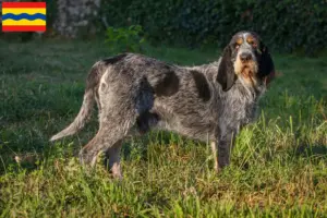 Lees meer over het artikel Griffon Bleu de Gascogne fokkers en pups in Overijssel