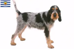 Lees meer over het artikel Griffon Bleu de Gascogne fokkers en pups in Zeeland