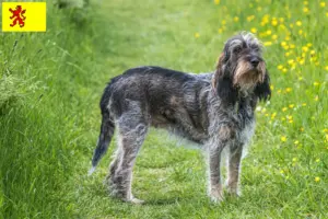 Lees meer over het artikel Griffon Bleu de Gascogne fokkers en pups in Zuid-Holland