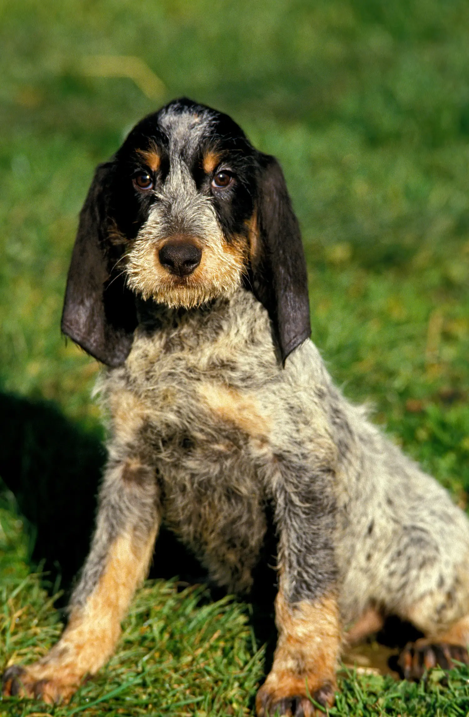 Een Griffon Bleu de Gascogne puppy kopen betekent verantwoordelijkheid nemen! Griffon Bleu de Gascogne puppy kopen.
