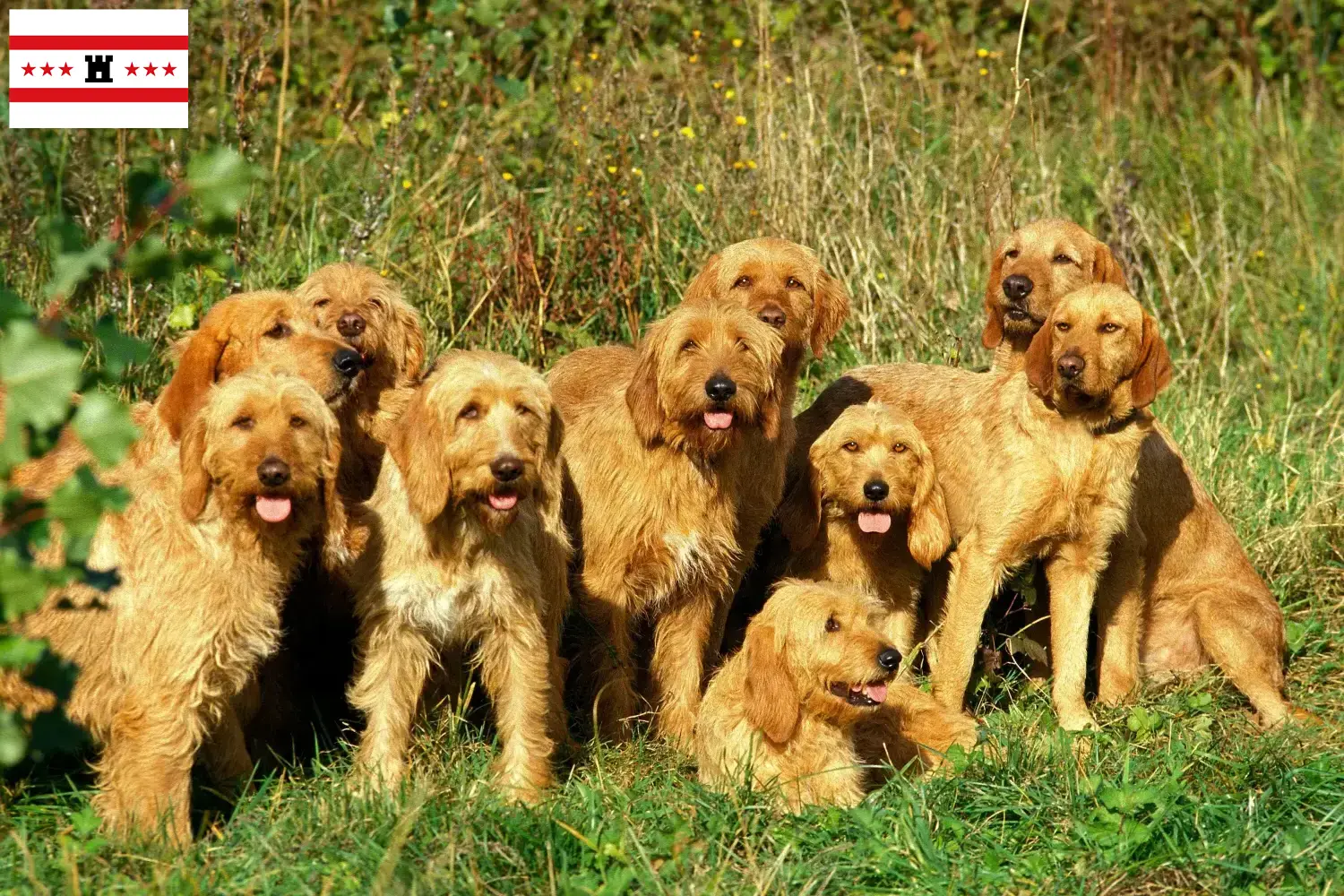 Griffon Fauve de Bretagne pups en fokkers Drenthe Zoek Griffon Fauve de Bretagnes fokkers in Drenthe.