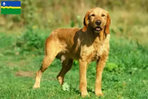 Lees meer over het artikel Griffon Fauve de Bretagne fokkers en pups in Flevoland