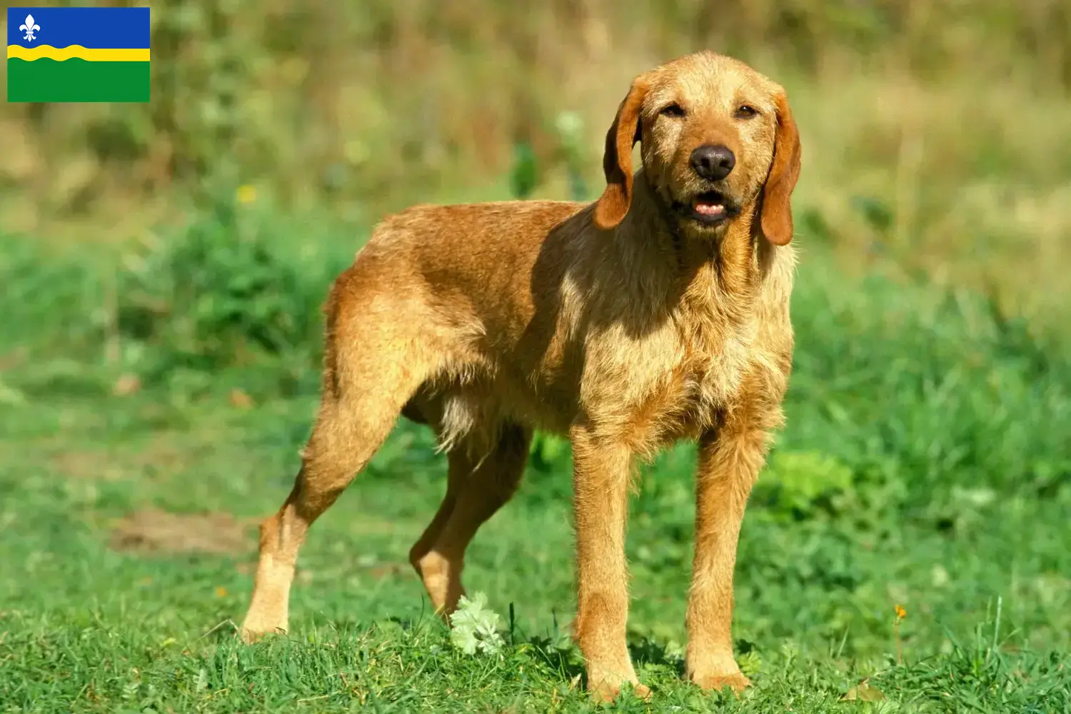 Griffon Fauve de Bretagne pups en fokkers Flevoland Zoek Griffon Fauve de Bretagnes fokkers in Flevoland.