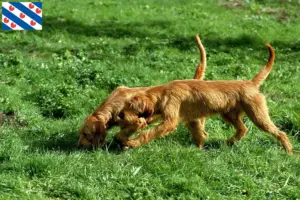 Lees meer over het artikel Griffon Fauve de Bretagne fokkers en pups in Friesland