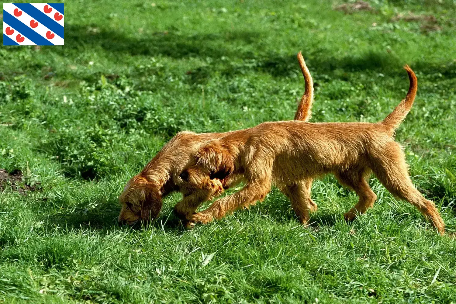Griffon Fauve de Bretagne pups en fokkers Friesland Zoek Griffon Fauve de Bretagnes fokkers in Friesland.