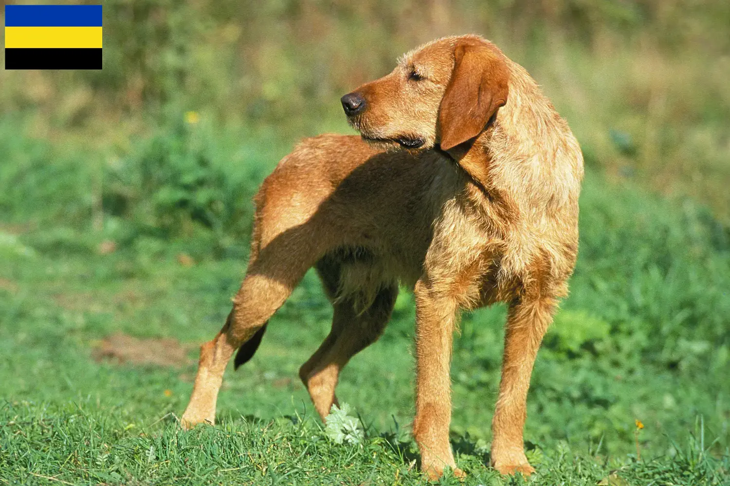 Griffon Fauve de Bretagne pups en fokkers Gelderland Zoek Griffon Fauve de Bretagnes fokkers in Gelderland.