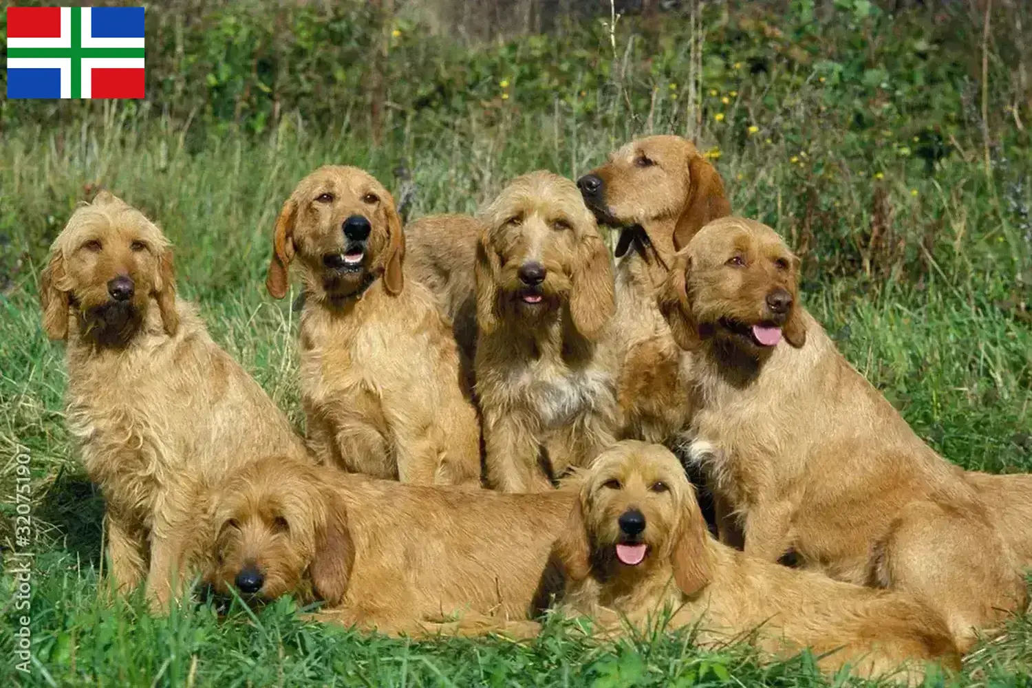 Griffon Fauve de Bretagne pups en fokkers Groningen Vind hier Griffon Fauve de Bretagnes fokkers in Groningen.