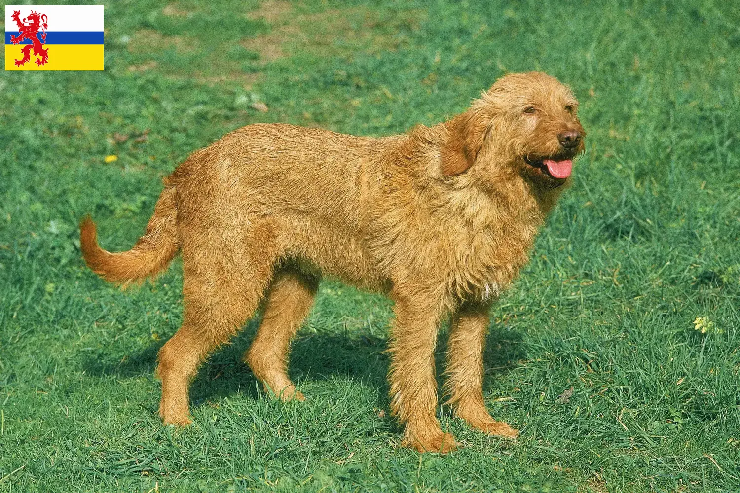 Griffon Fauve de Bretagne pups en fokkers Limburg Vind hier Griffon Fauve de Bretagnes fokkers in Limburg.