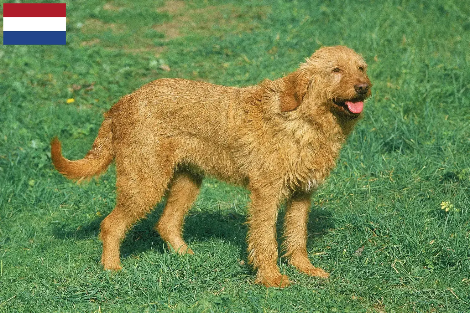 Griffon Fauve de Bretagne pups en fokkers Nederland Vind hier Griffon Fauve de Bretagnes fokkers in Nederland.