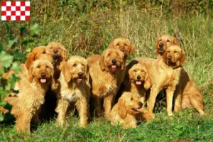 Lees meer over het artikel Griffon Fauve de Bretagne fokkers en pups in Noord-Brabant