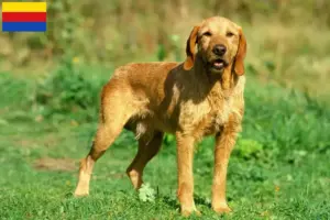 Lees meer over het artikel Griffon Fauve de Bretagne fokkers en pups in Noord-Holland