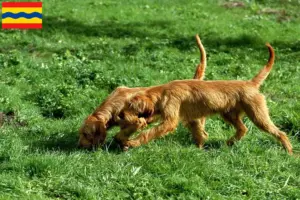 Lees meer over het artikel Griffon Fauve de Bretagne fokkers en pups in Overijssel