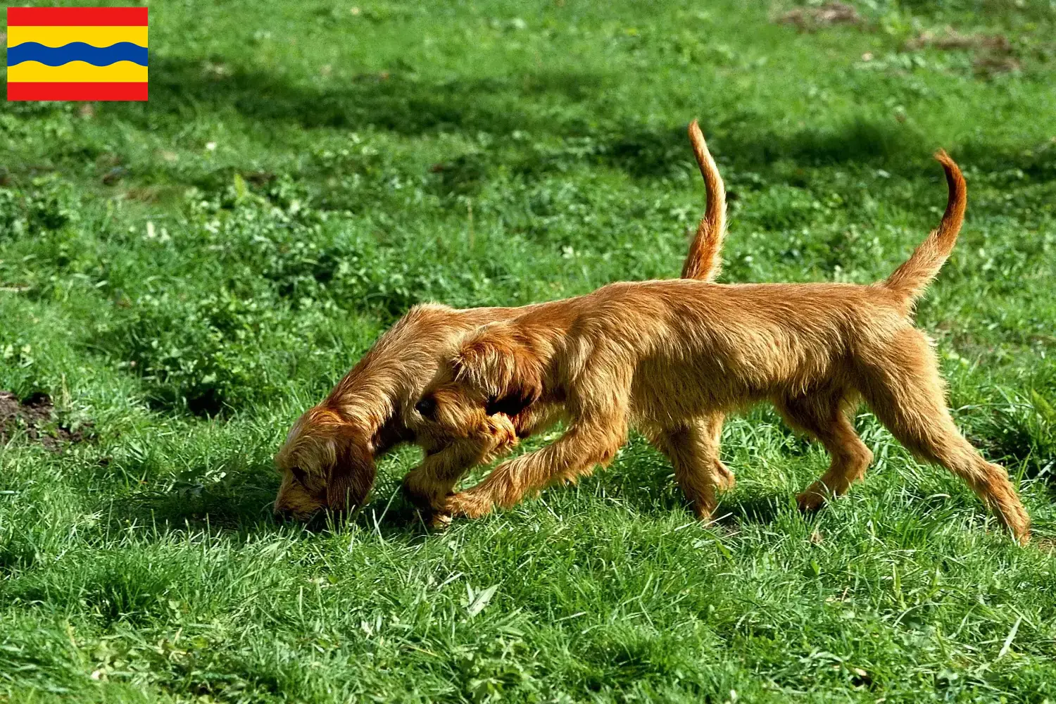 Griffon Fauve de Bretagne pups en fokkers Overijssel Zoek Griffon Fauve de Bretagnes fokkers in Overijssel.
