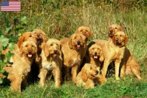 Lees meer over het artikel Griffon Fauve de Bretagne fokkers en pups in de VS