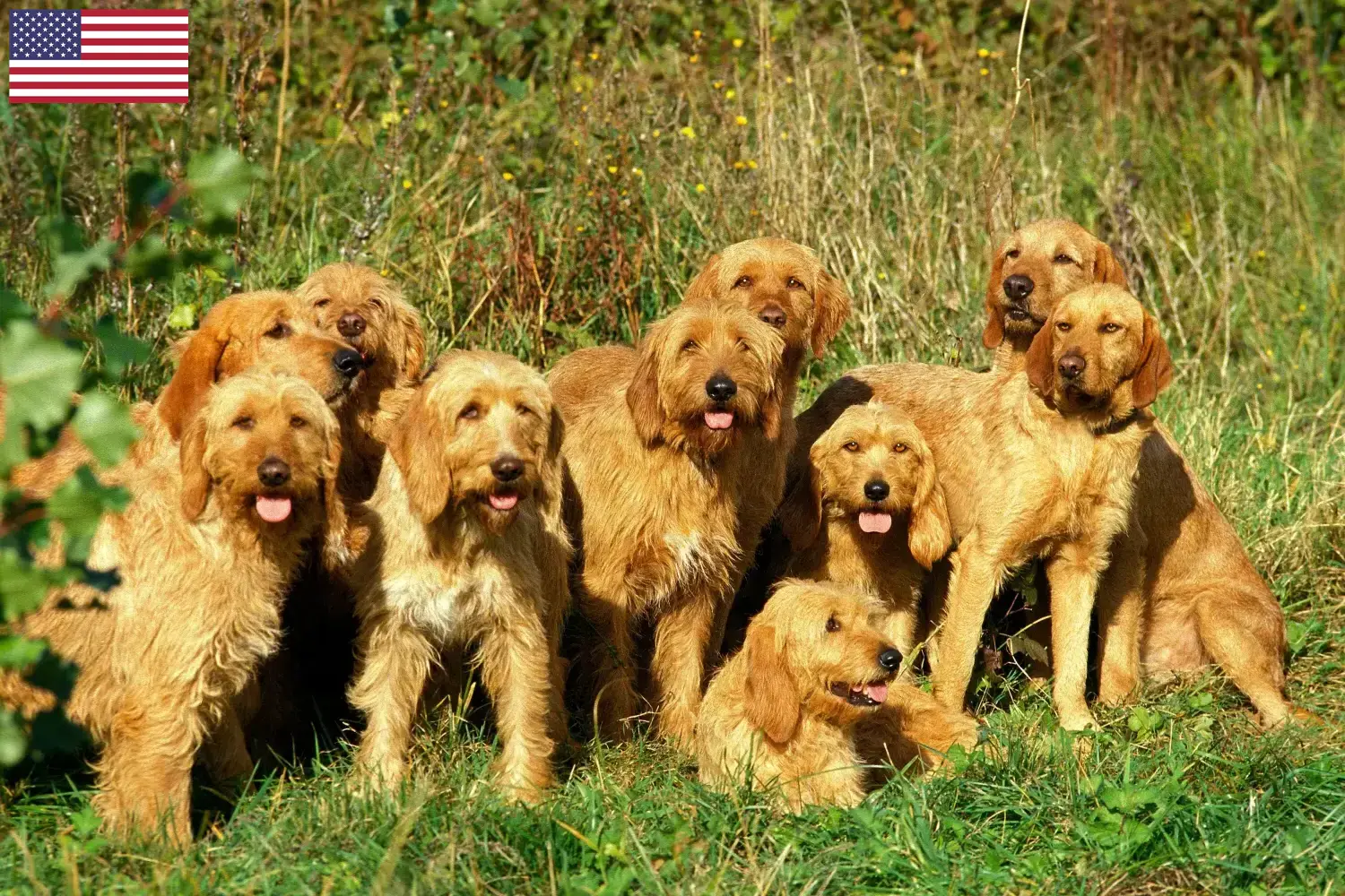 Griffon Fauve de Bretagne pups en fokkers USA Vind hier Griffon Fauve de Bretagnes fokkers in de VS.
