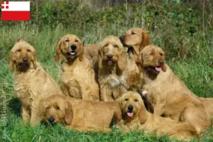 Lees meer over het artikel Griffon Fauve de Bretagne fokkers en pups in Utrecht