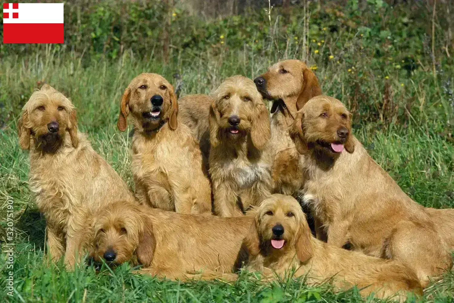 Griffon Fauve de Bretagne pups en fokker Utrecht Zoek Griffon Fauve de Bretagnes fokkers in Utrecht.