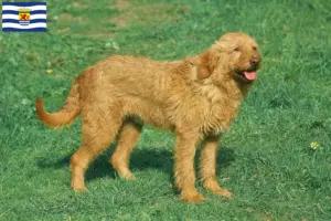 Lees meer over het artikel Griffon Fauve de Bretagne fokkers en pups in Zeeland