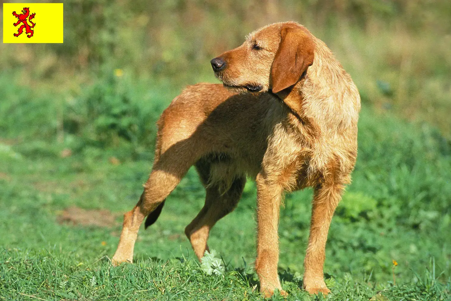 Griffon Fauve de Bretagne pups en fokkers Zuid-Holland Zoek Griffon Fauve de Bretagnes fokkers in Zuid-Holland.