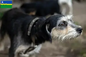 Lees meer over het artikel Griffon Nivernais fokkers en pups in Flevoland