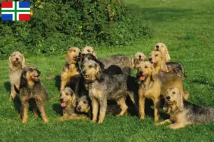 Lees meer over het artikel Griffon Nivernais fokkers en pups in Groningen