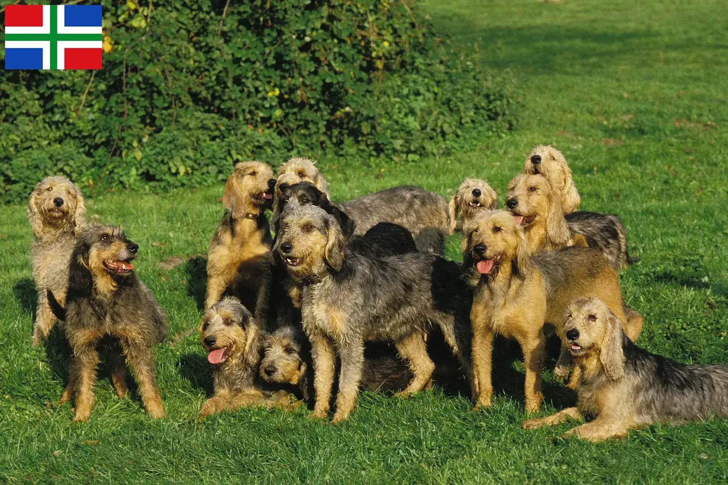 Griffon Nivernais pups en fokkers Groningen Vind hier Griffon Nivernais fokkers in Groningen.