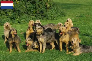 Lees meer over het artikel Griffon Nivernais fokkers en pups in Nederland