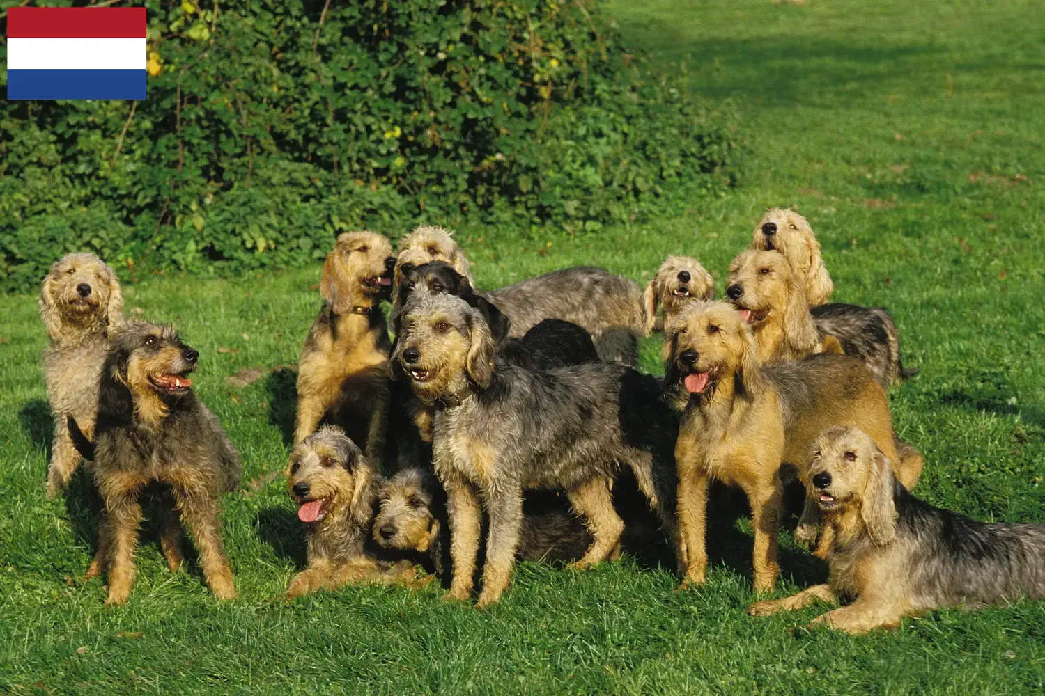 Griffon Nivernais pups en fokkers Nederland Vind hier Griffon Nivernais fokkers in Nederland.
