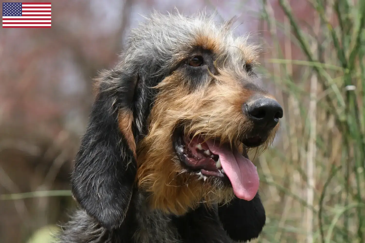 Lees meer over het artikel Griffon Nivernais fokkers en pups in de VS