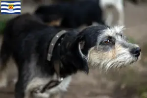 Lees meer over het artikel Griffon Nivernais fokkers en pups in Zeeland