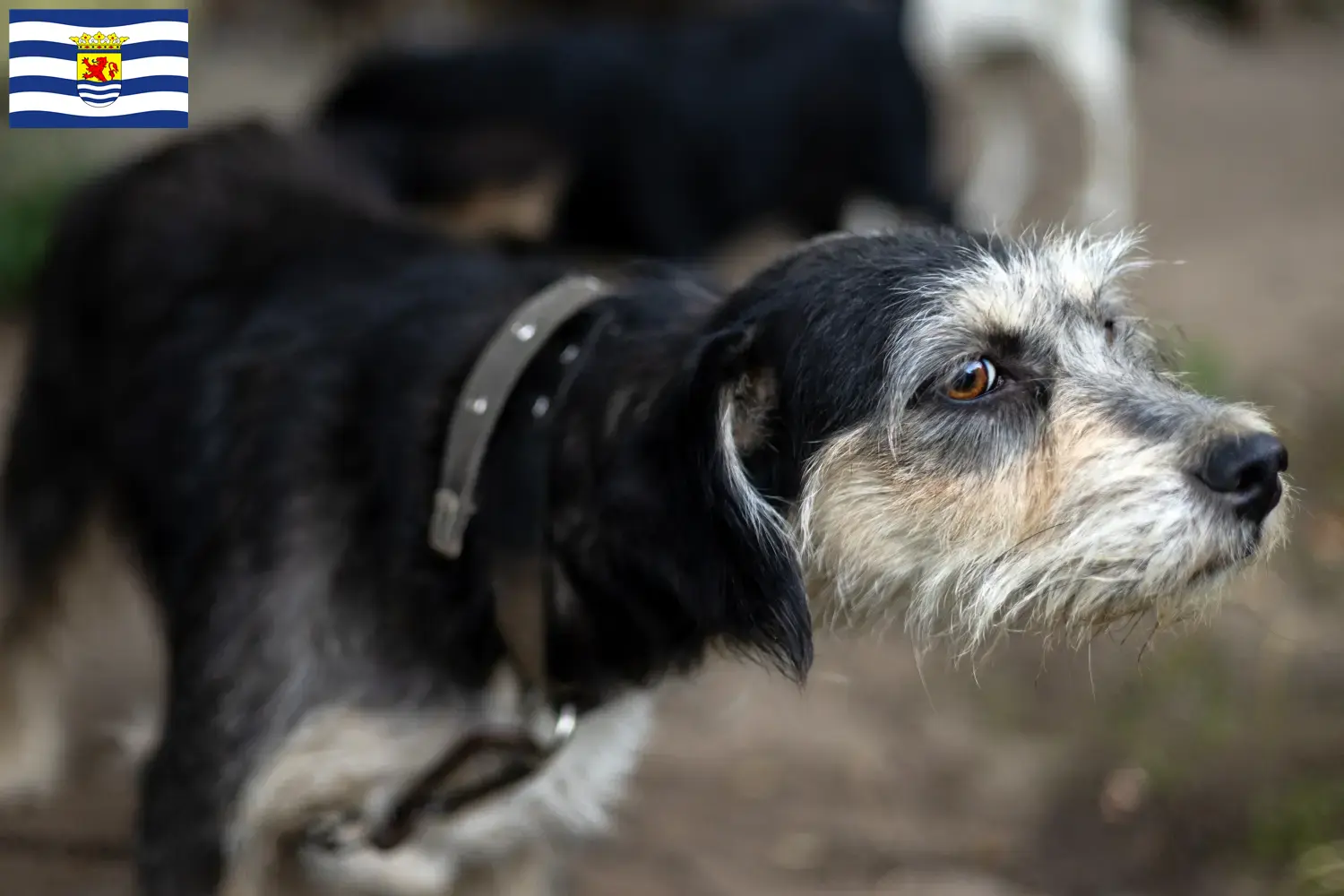 Lees meer over het artikel Griffon Nivernais fokkers en pups in Zeeland