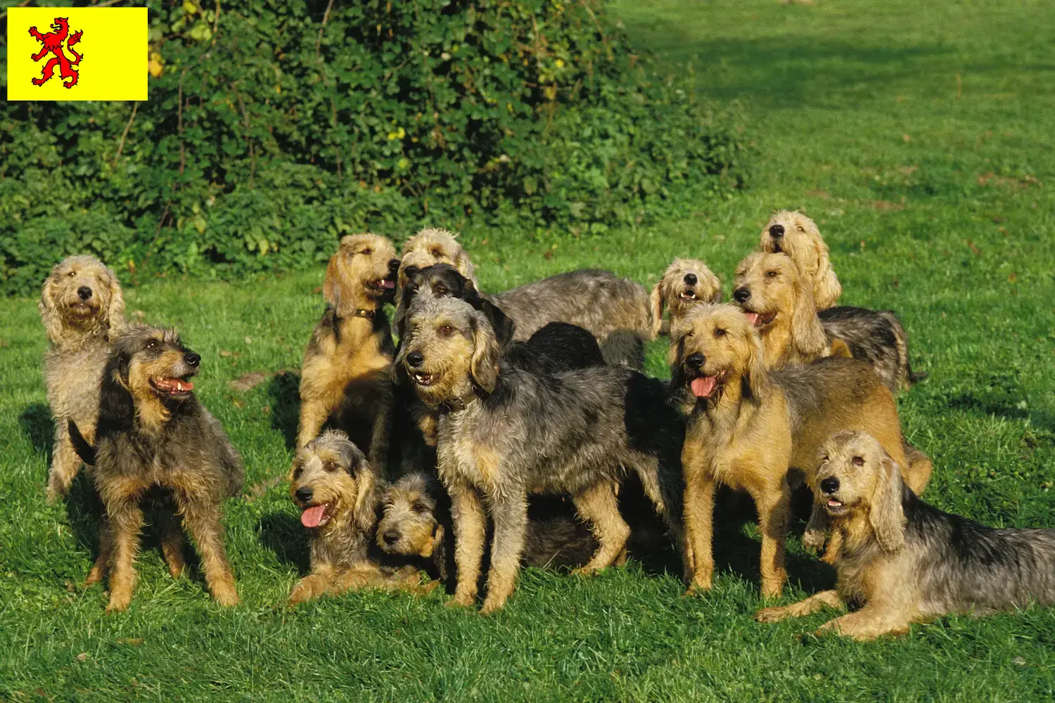 Lees meer over het artikel Griffon Nivernais fokkers en pups in Zuid-Holland